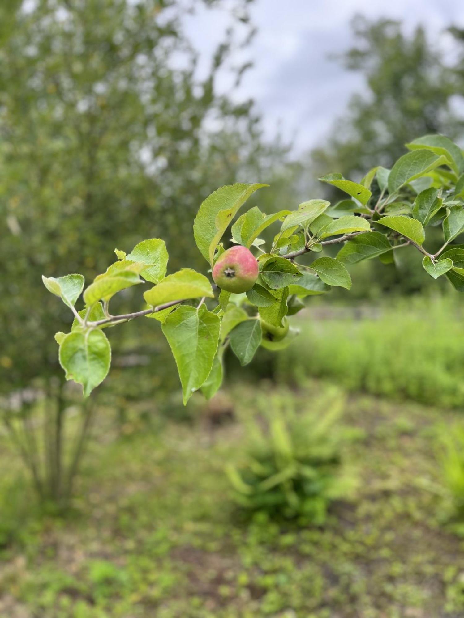 Apple Cottage Newton Stewart Buitenkant foto